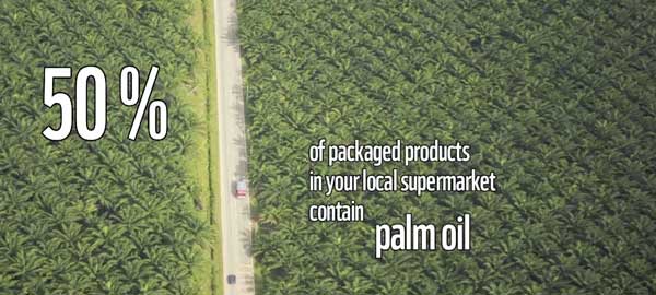 Palm oil sustainable production
