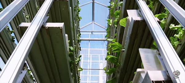 Vertical farms in Singapore