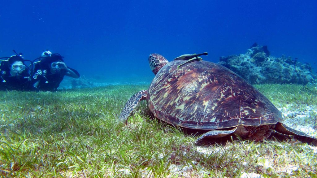 Scuba divers with a turtle in Bohol