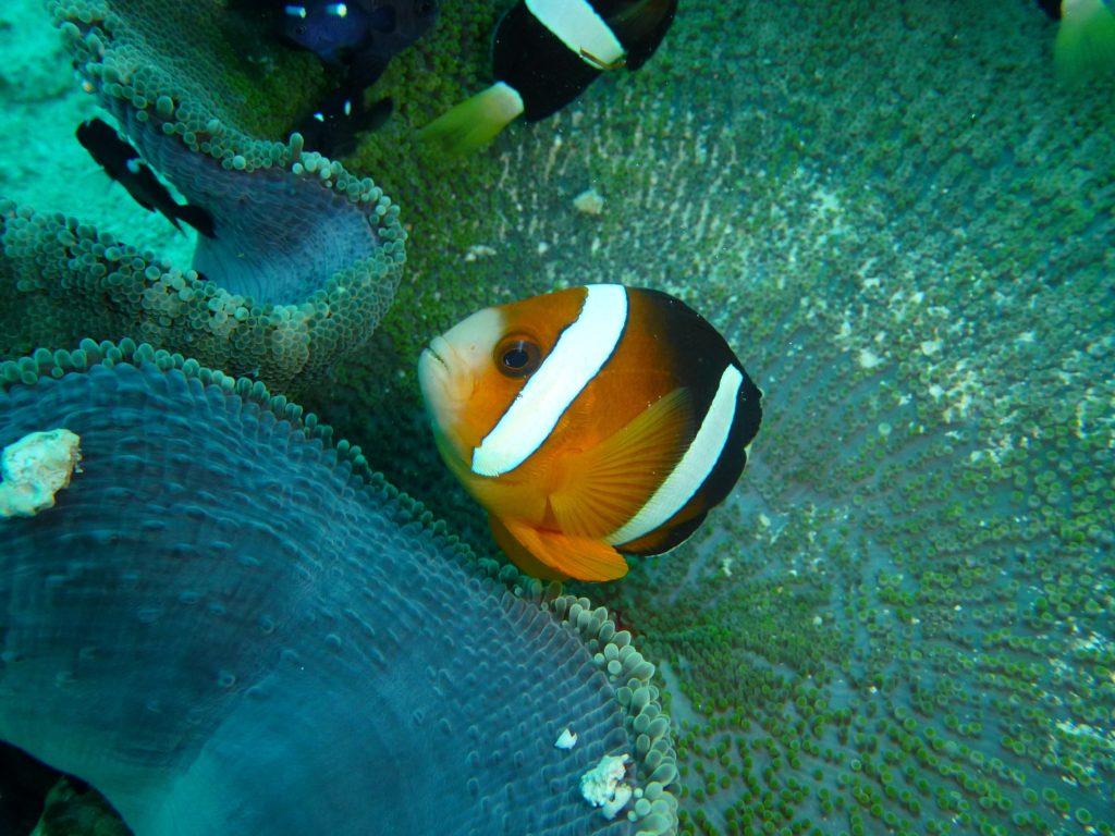 Clown fish