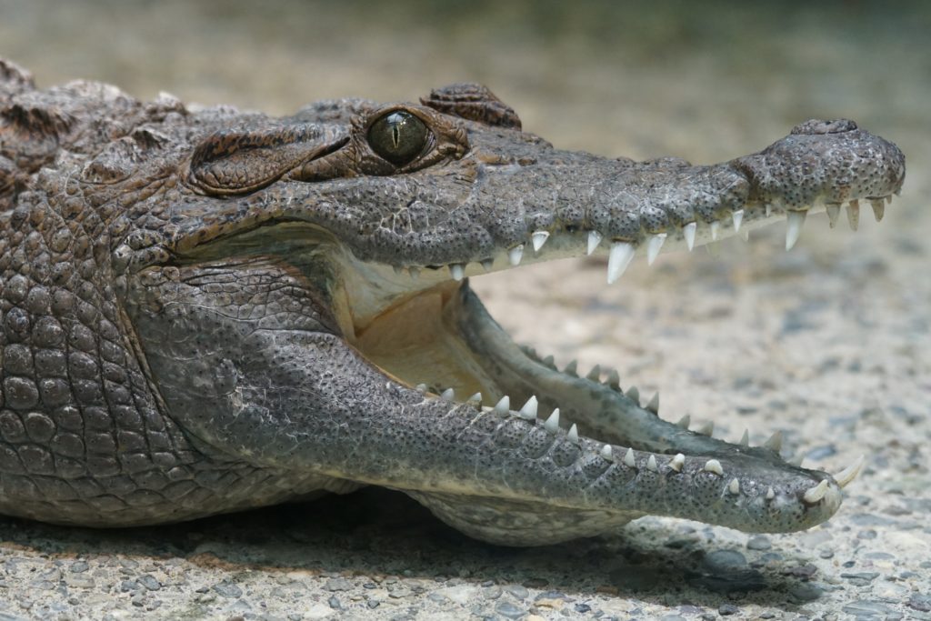 Crocodile