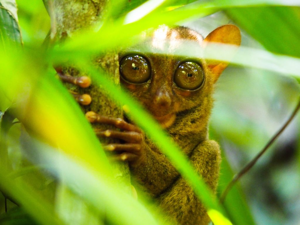 tarsier