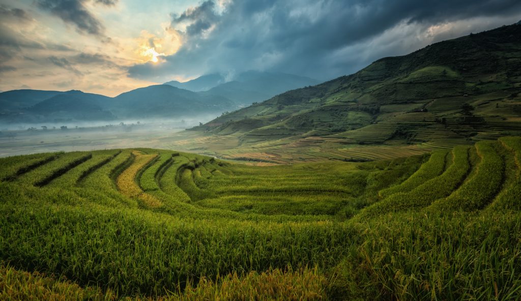 Rice terraces