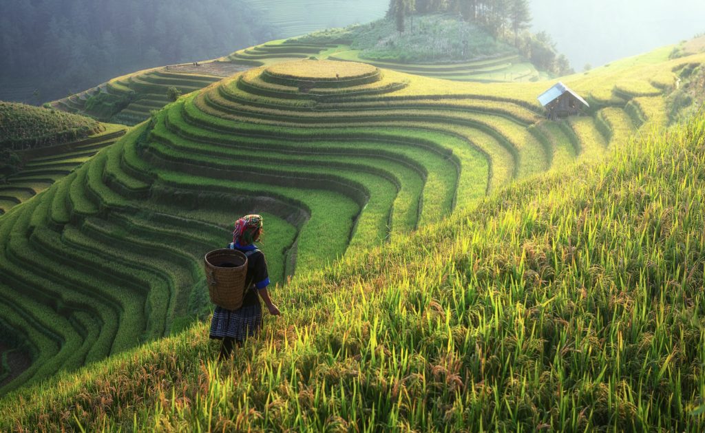 Rice terraces with woman