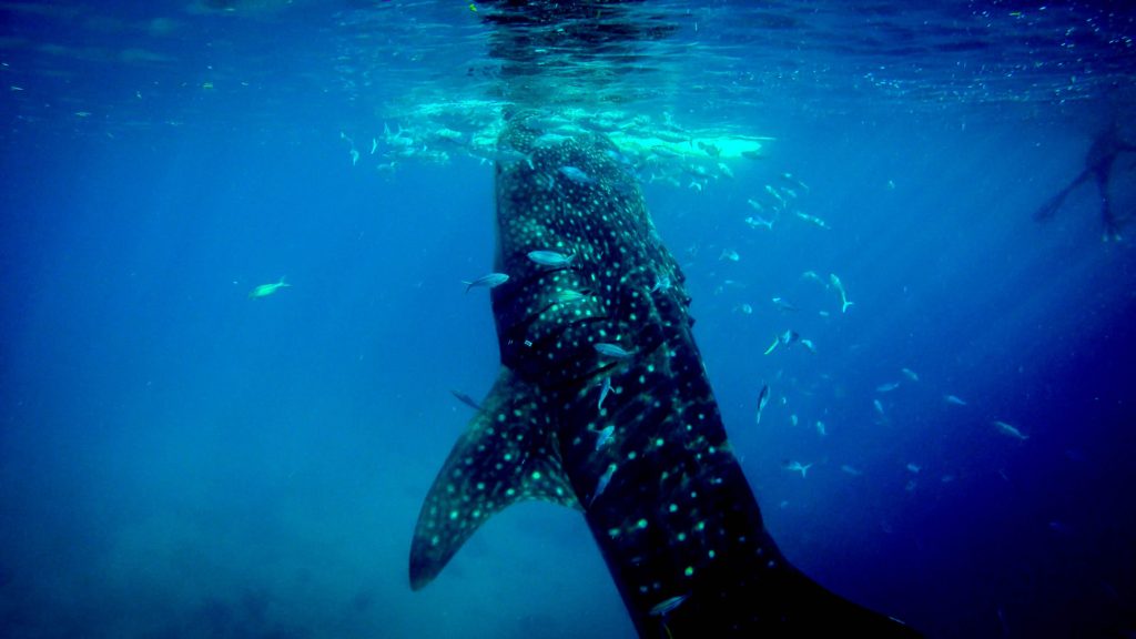 Whale shark