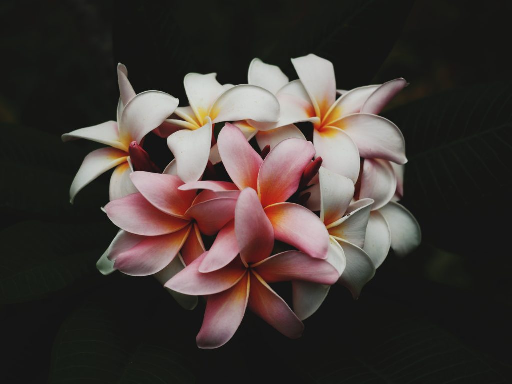 frangipani flowers