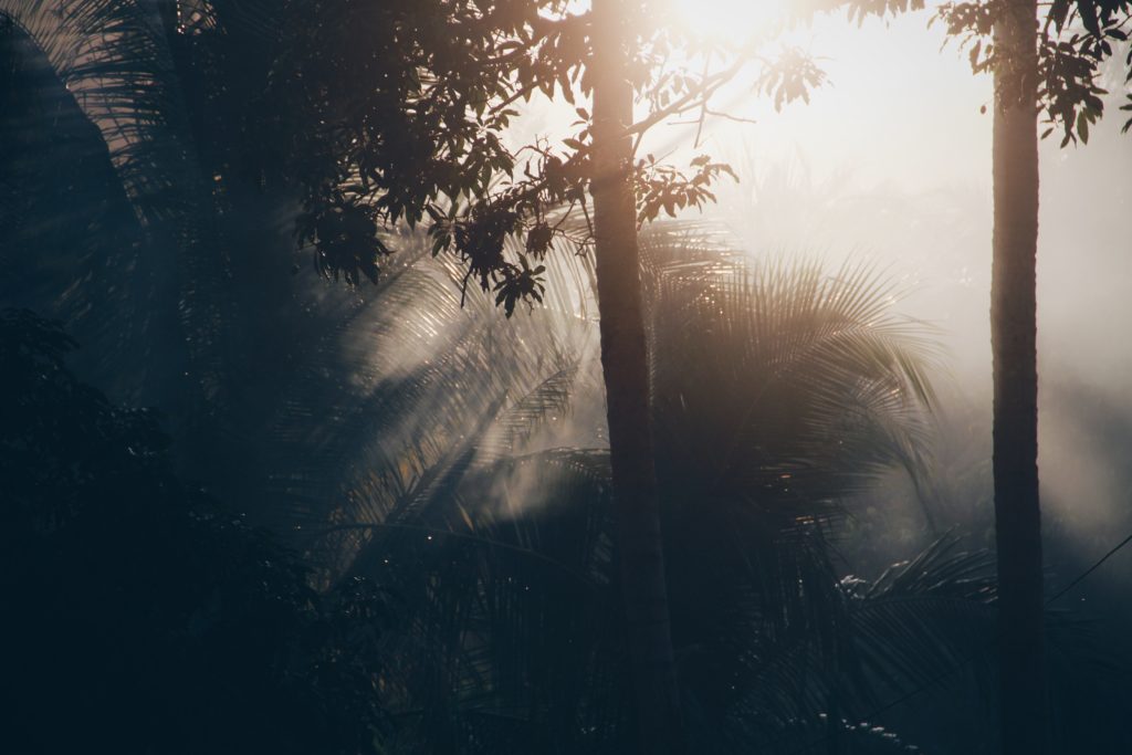 misty jungle