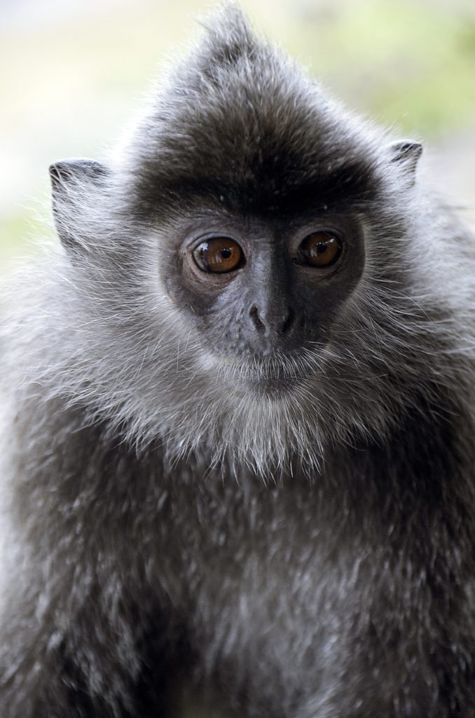silver monkey