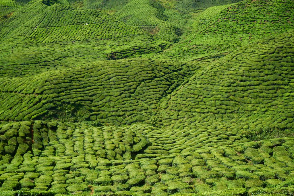 tea plantations