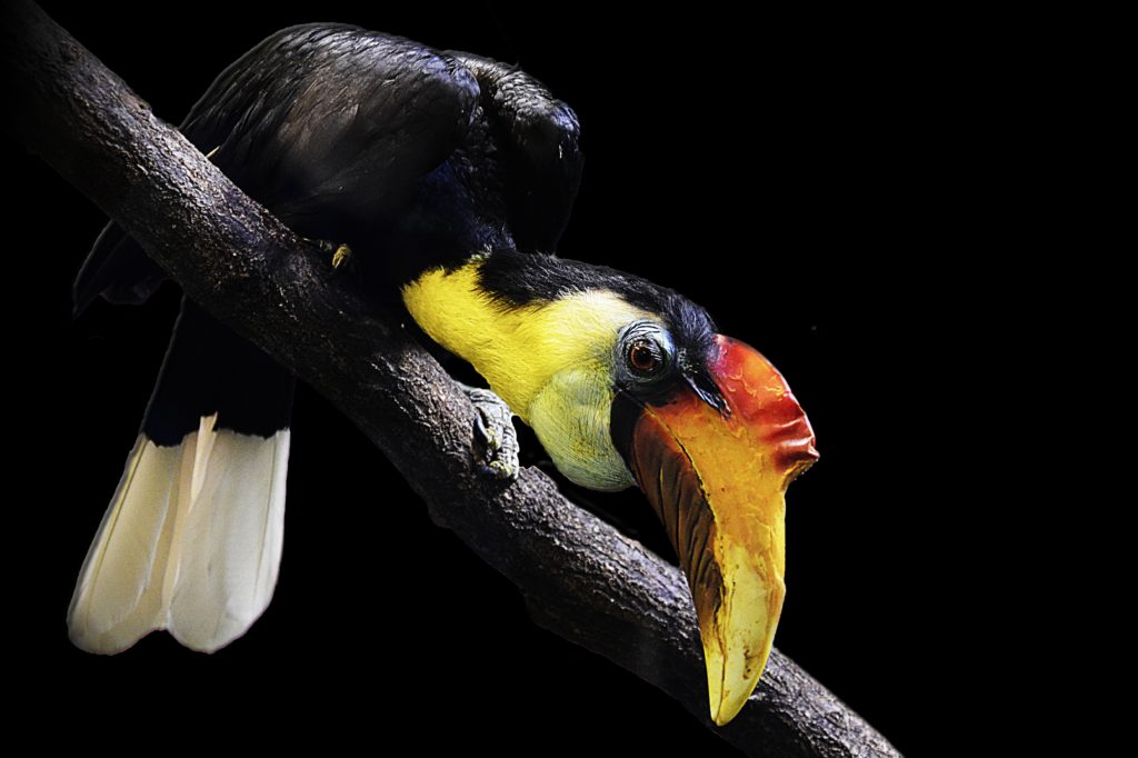 wrinkled hornbill