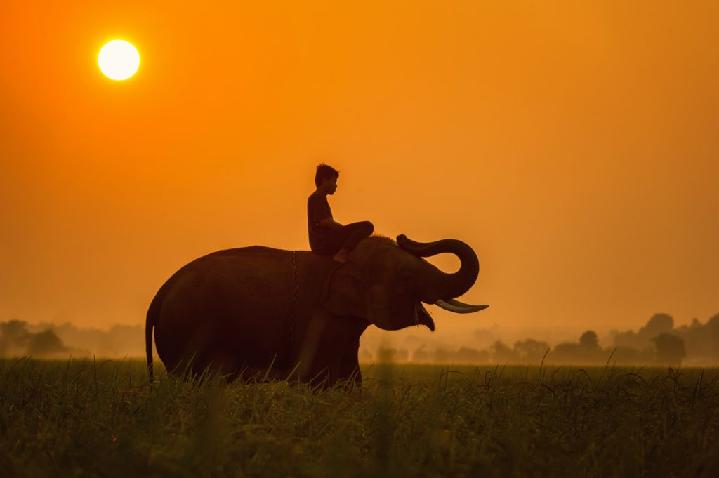 Man on an elephant