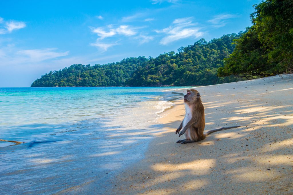 Monkey on a beach