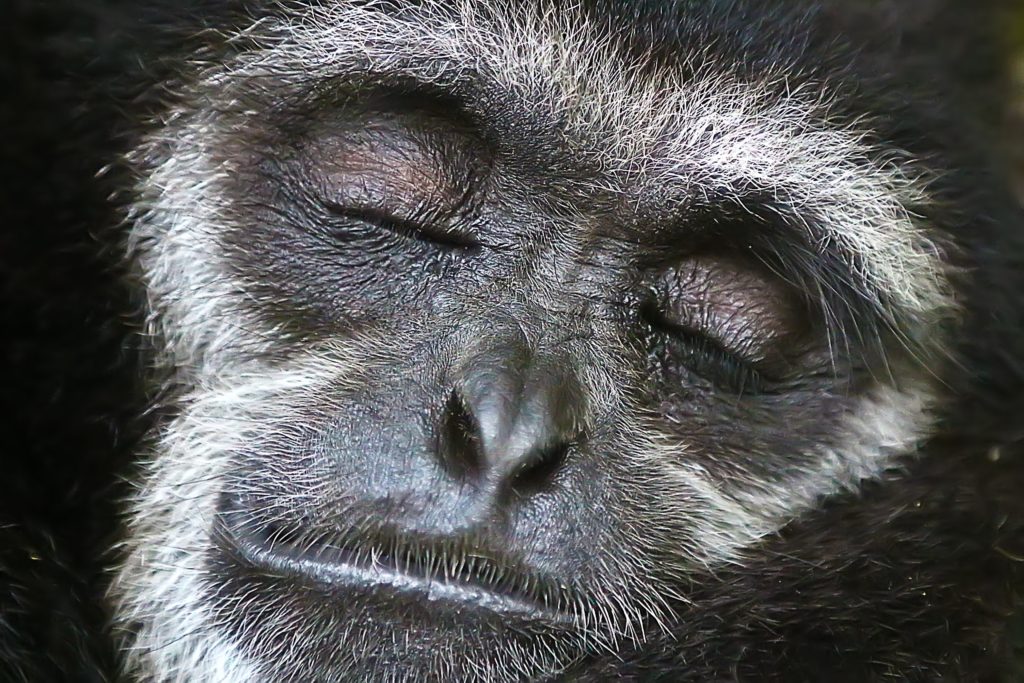Sleeping monkey